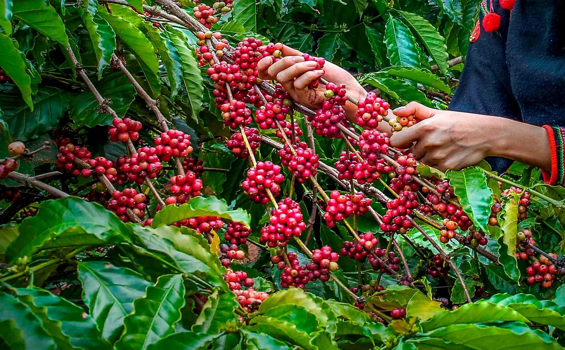 Xác lập vị thế mới cho cà phê Robusta