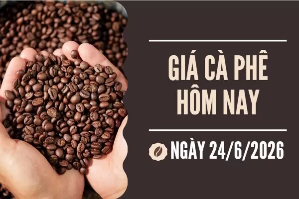 Giá cà phê hôm nay 24/6: Arabica bứt phá lên đỉnh 5 tuần, robusta đảo chiều tăng trở lại