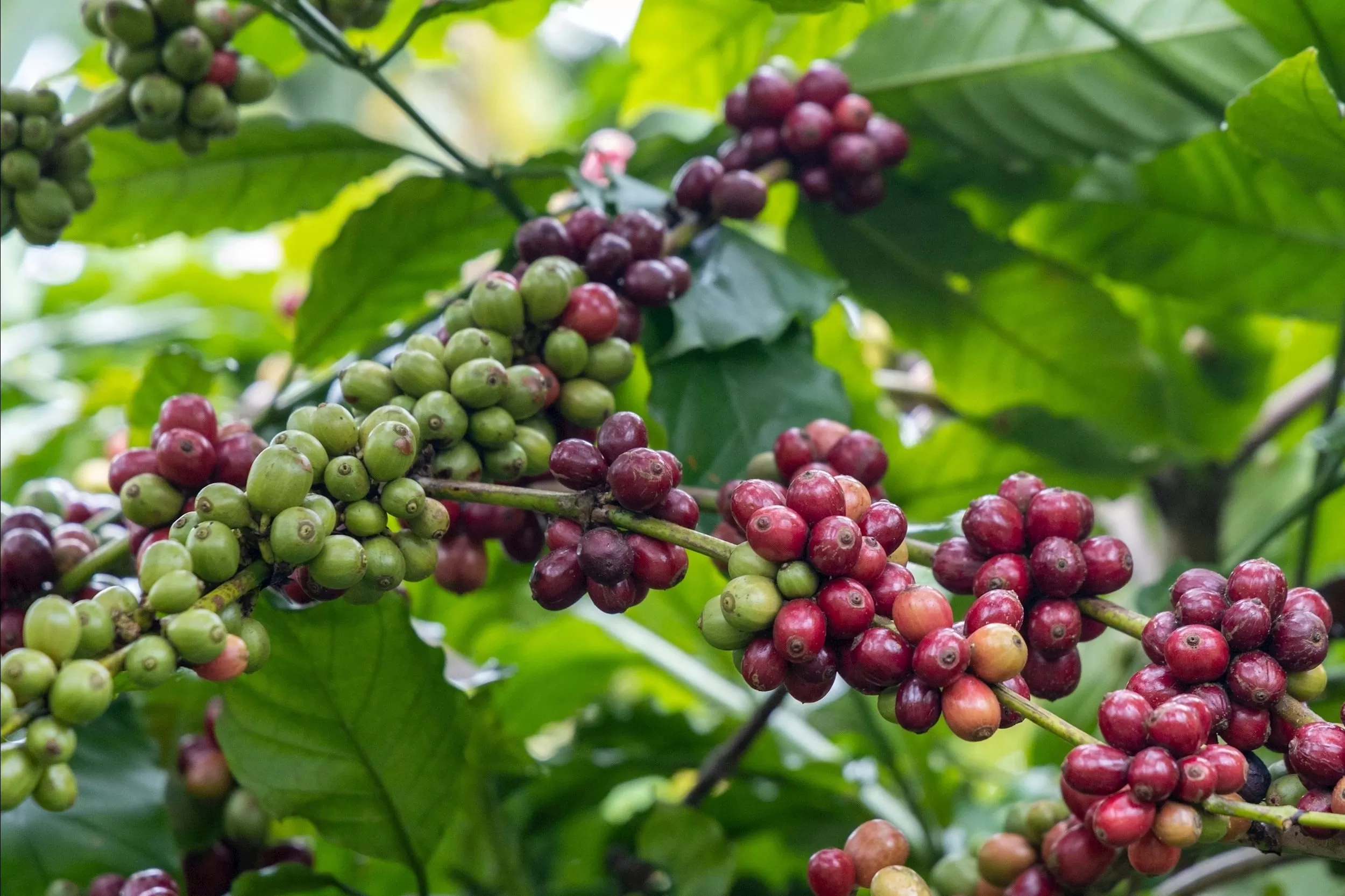 Sức hút của thị trường cà phê Trung Quốc
