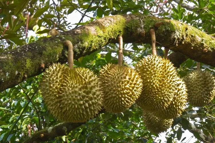 Giá sầu riêng hôm nay 22/6: Sầu Thái giữ mức cao, Ri6 tiếp tục giao dịch ở vùng giá thấp