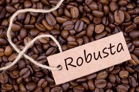 Xuất khẩu cà phê robusta toàn cầu cao kỷ lục, Việt Nam dẫn đầu tăng trưởng