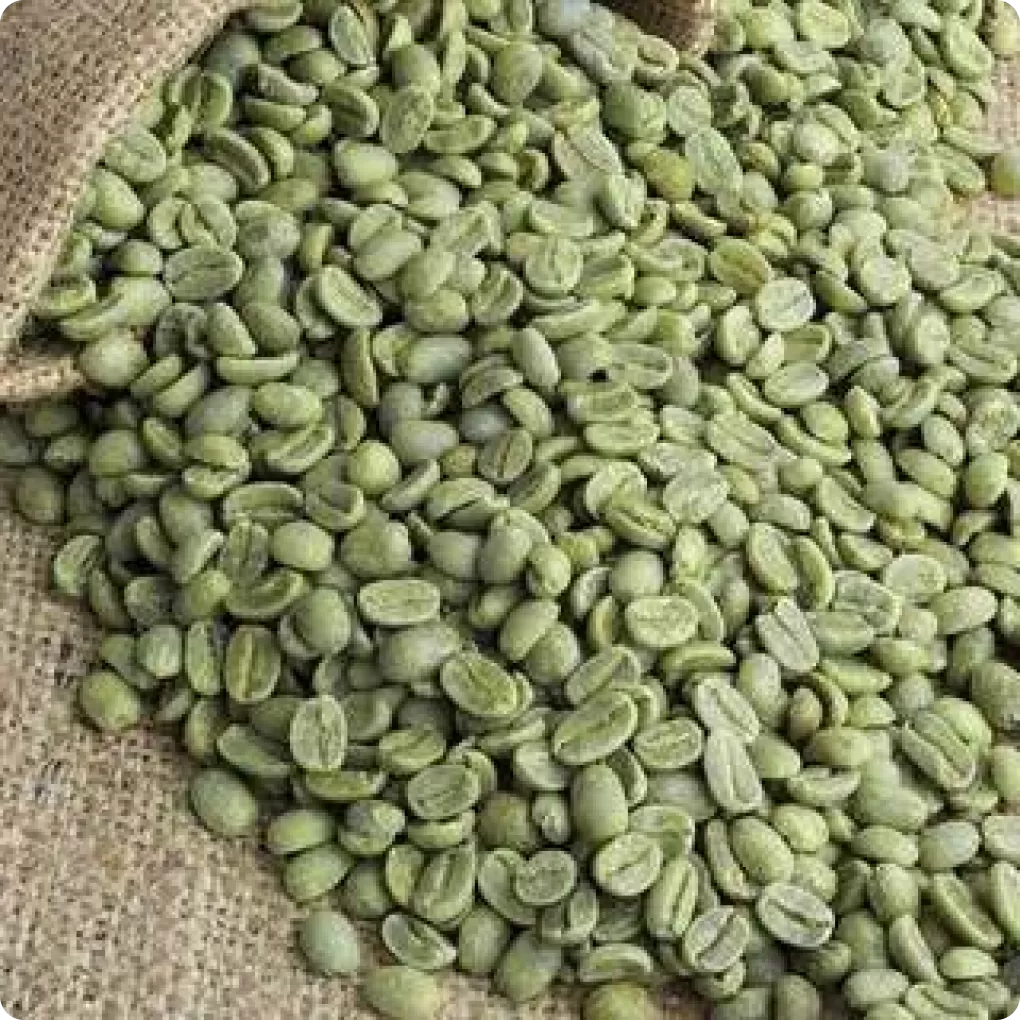 Cà phê Robusta R18, R16 tiêu chuẩn