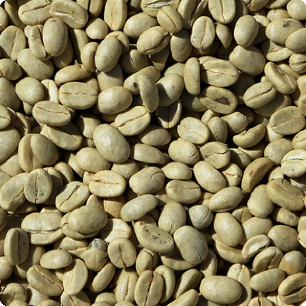 Cà phê Robusta R18, R16 sạch
