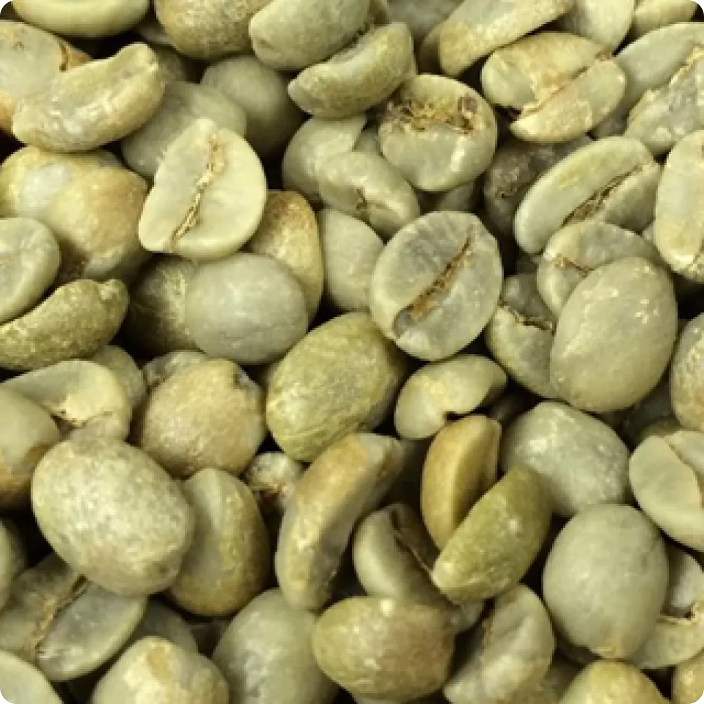 Cà phê nhân Robusta đánh bóng ướt R18, R16