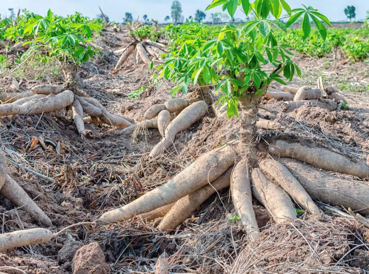 Khoai mì vào cuộc đua mới cùng xăng sinh học E10