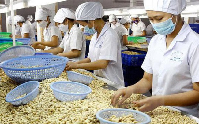 Chế biến, xuất khẩu điều Việt Nam nỗ lực giữ vững ngôi đầu thế giới