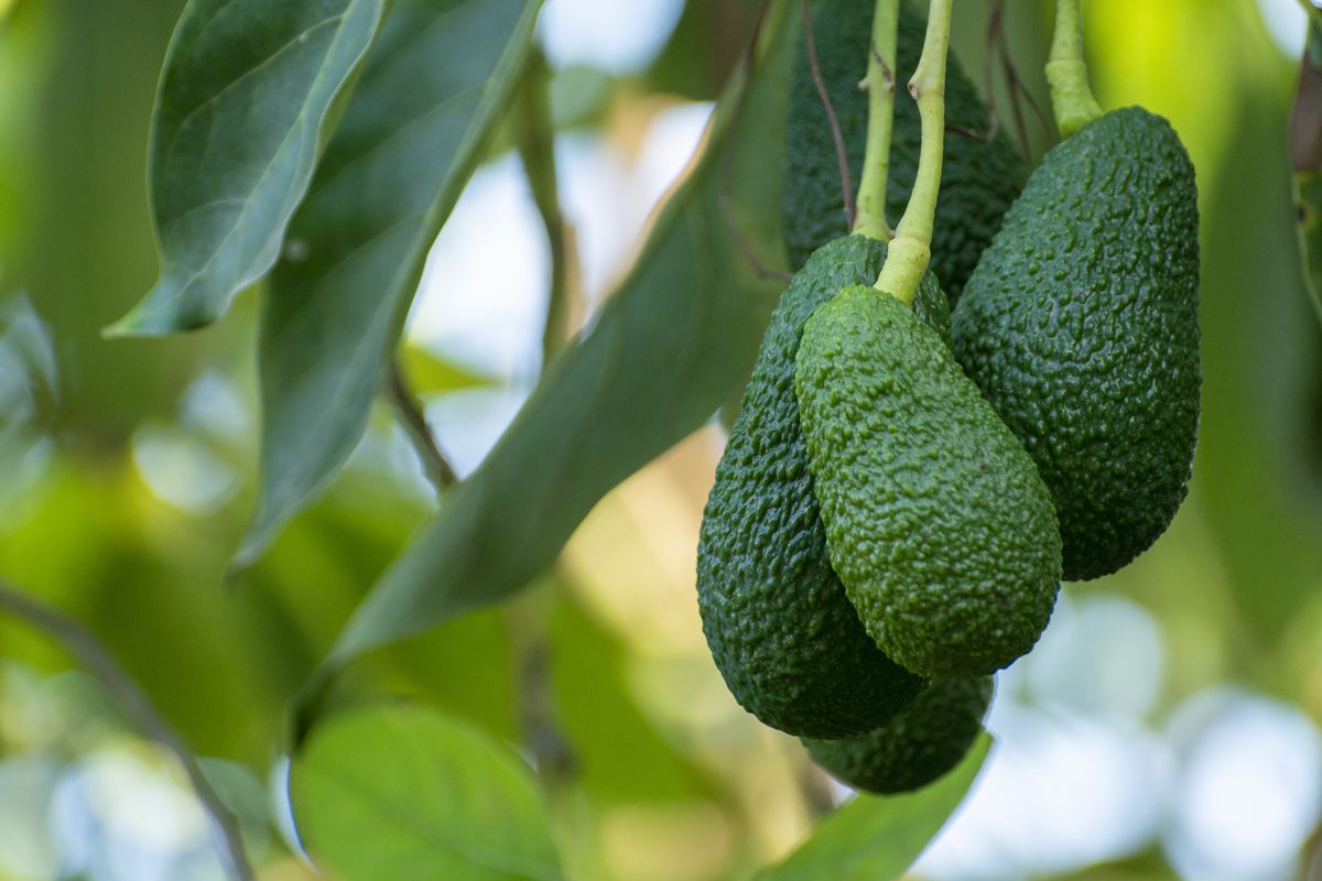 Avocados in Vietnam: A “Hidden” Gem - CÔNG TY CỔ PHẦN XUẤT NHẬP KHẨU ...