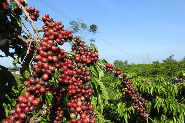 Giá cà phê ở Tây Nguyên đang thấp nhất từ năm 2010