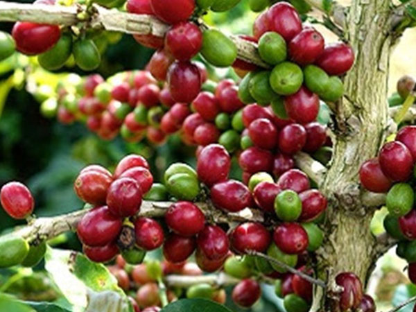 Sản lượng cà phê niên vụ 2013-2014 sẽ giảm 25%