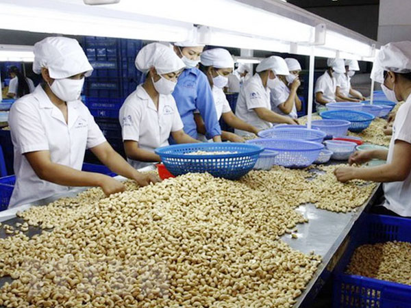 XK hạt điều tăng cả lượng và giá trị