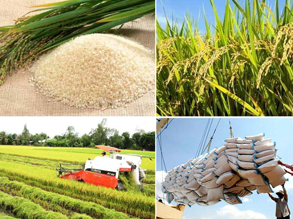 Xuất khẩu gạo trong quý 4 dự kiến đạt 1,8 triệu tấn