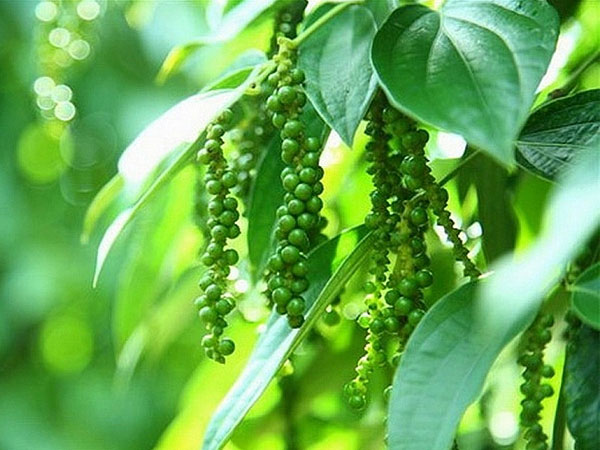 Xuất khẩu hồ tiêu 9 tháng đầu năm 2013 đạt 743 triệu USD