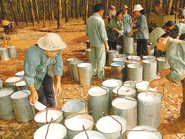 Sẽ giảm thuế xuất khẩu cao su xuống 0%