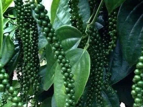 Xuất khẩu tiêu tăng mạnh, “ngấp nghé” 1 tỷ USD